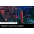 Телевизор Samsung Crystal UHD 4K CU8000 UE55CU8000UXRU